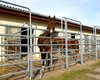 Reitanlage K�nigs Wusterhausen  Gro�e Anzahl aktueller Bauernh�user, Bauernh�fe, Reiterh�fe, alte M�hlen - hier finden auch Sie IHR Bauernhaus, Bauernhof, Reiterhof oder alte M�hle!