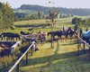Reitanlage Schwandorf  Gro�e Anzahl aktueller Bauernh�user, Bauernh�fe, Reiterh�fe, alte M�hlen - hier finden auch Sie IHR Bauernhaus, Bauernhof, Reiterhof oder alte M�hle!