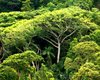 Wald Brasilien  Gro�e Anzahl aktueller Bauernh�user, Bauernh�fe, Reiterh�fe, alte M�hlen - hier finden auch Sie IHR Bauernhaus, Bauernhof, Reiterhof oder alte M�hle!