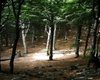 Wald Bratislava  Gro�e Anzahl aktueller Bauernh�user, Bauernh�fe, Reiterh�fe, alte M�hlen - hier finden auch Sie IHR Bauernhaus, Bauernhof, Reiterhof oder alte M�hle!