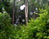 Wald Jud. Bihor  Gro�e Anzahl aktueller Bauernh�user, Bauernh�fe, Reiterh�fe, alte M�hlen - hier finden auch Sie IHR Bauernhaus, Bauernhof, Reiterhof oder alte M�hle!