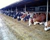 Bauernhof Bucarest  Gro�e Anzahl aktueller Bauernh�user, Bauernh�fe, Reiterh�fe, alte M�hlen - hier finden auch Sie IHR Bauernhaus, Bauernhof, Reiterhof oder alte M�hle!