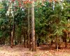 Wald Bernau  Gro�e Anzahl aktueller Bauernh�user, Bauernh�fe, Reiterh�fe, alte M�hlen - hier finden auch Sie IHR Bauernhaus, Bauernhof, Reiterhof oder alte M�hle!