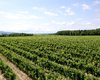 Gutshof Neusiedl am See  Gro�e Anzahl aktueller Bauernh�user, Bauernh�fe, Reiterh�fe, alte M�hlen - hier finden auch Sie IHR Bauernhaus, Bauernhof, Reiterhof oder alte M�hle!