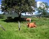 Gutshof Mbocayaty del Guair�  Gro�e Anzahl aktueller Bauernh�user, Bauernh�fe, Reiterh�fe, alte M�hlen - hier finden auch Sie IHR Bauernhaus, Bauernhof, Reiterhof oder alte M�hle!