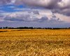 Ackerfl�che Ostheim  Gro�e Anzahl aktueller Bauernh�user, Bauernh�fe, Reiterh�fe, alte M�hlen - hier finden auch Sie IHR Bauernhaus, Bauernhof, Reiterhof oder alte M�hle!