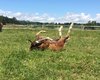 Reitanlage Schillingsfürst Große Anzahl aktueller Bauernhäuser, Bauernhöfe, Reiterhöfe, alte Mühlen - hier finden auch Sie IHR Bauernhaus, Bauernhof, Reiterhof oder alte Mühle!