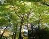 Wald Rögling Große Anzahl aktueller Bauernhäuser, Bauernhöfe, Reiterhöfe, alte Mühlen - hier finden auch Sie IHR Bauernhaus, Bauernhof, Reiterhof oder alte Mühle!
