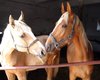 Reitanlage Ergoldsbach  Gro�e Anzahl aktueller Bauernh�user, Bauernh�fe, Reiterh�fe, alte M�hlen - hier finden auch Sie IHR Bauernhaus, Bauernhof, Reiterhof oder alte M�hle!
