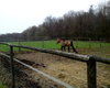 Reiterhof Steinau  Gro�e Anzahl aktueller Bauernh�user, Bauernh�fe, Reiterh�fe, alte M�hlen - hier finden auch Sie IHR Bauernhaus, Bauernhof, Reiterhof oder alte M�hle!