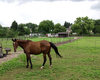 Weideland J�lich  Gro�e Anzahl aktueller Bauernh�user, Bauernh�fe, Reiterh�fe, alte M�hlen - hier finden auch Sie IHR Bauernhaus, Bauernhof, Reiterhof oder alte M�hle!