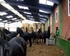 Reiterhof Molbergen  Gro�e Anzahl aktueller Bauernh�user, Bauernh�fe, Reiterh�fe, alte M�hlen - hier finden auch Sie IHR Bauernhaus, Bauernhof, Reiterhof oder alte M�hle!
