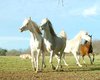 Reitanlage Hamburg  Gro�e Anzahl aktueller Bauernh�user, Bauernh�fe, Reiterh�fe, alte M�hlen - hier finden auch Sie IHR Bauernhaus, Bauernhof, Reiterhof oder alte M�hle!
