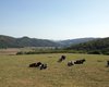 Bauernhof Brev�rde  Gro�e Anzahl aktueller Bauernh�user, Bauernh�fe, Reiterh�fe, alte M�hlen - hier finden auch Sie IHR Bauernhaus, Bauernhof, Reiterhof oder alte M�hle!